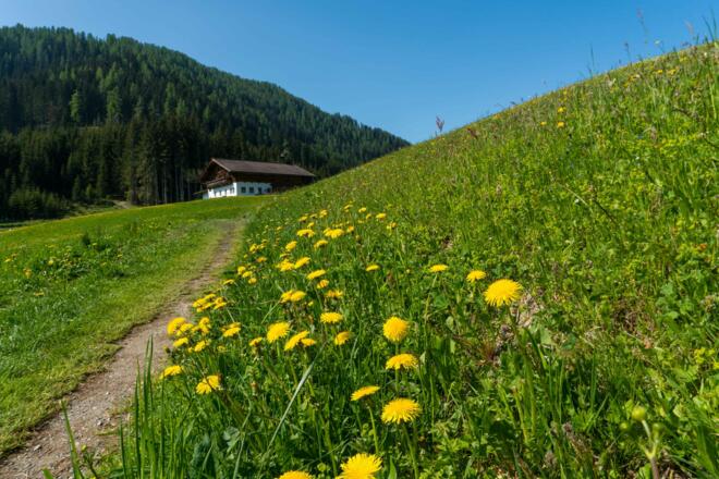 letztes Wegstück zum Berggasthof Sattelbauer - zur verdienten Rast