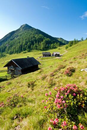 Lackenalmen mit Lackenkogel (2050 m)