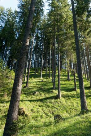 einfach herrlich - wandern durch schattenspendenden Wald