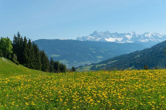 traumhaftes Panorama - Ausblick Richtung Dachstein