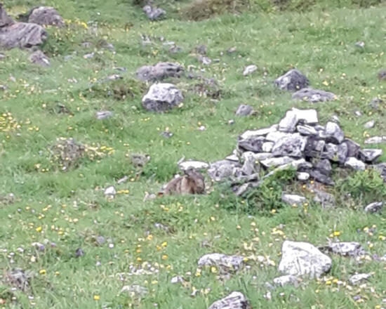 Murmeltier (&quot;Mangei&quot;)