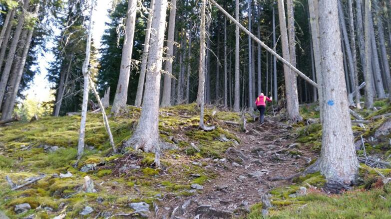Waldsteig Richtung Forstweg