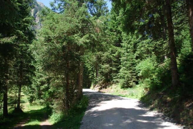 Forstweg führt durch offene und bewaldete Flächen
