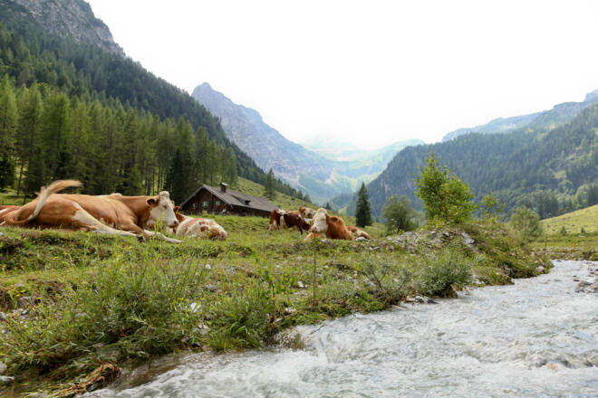 Kühe auf der Alm