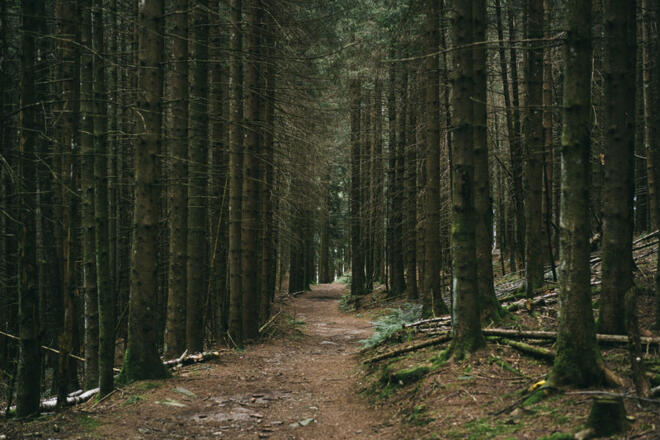 durch den Wald bei Bazora  (c) Dominic Berchtold / Vorarlberg Tourismus