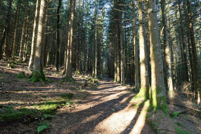 durch den Wald Richtung Gavaduraalpe (c) Lucas Tiefenthaler / Vorarlberg Tourismus