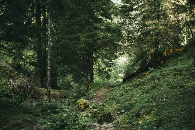 durch den Wald im Galinatal  (c) Dominic Berchtold / Vorarlberg Tourismus