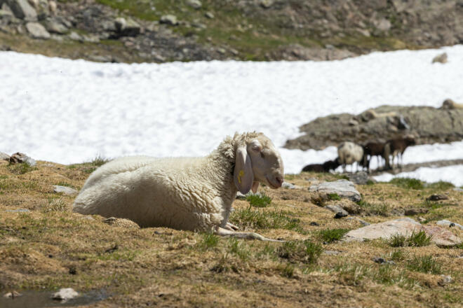 Schafe am Gstansjöchli (c) Lucas Tiefenthaler / Vorarlberg Tourismus