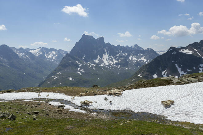 Schafe mit Pateriol im Hintergrund (c) Lucas Tiefenthaler / Vorarlberg Tourismus