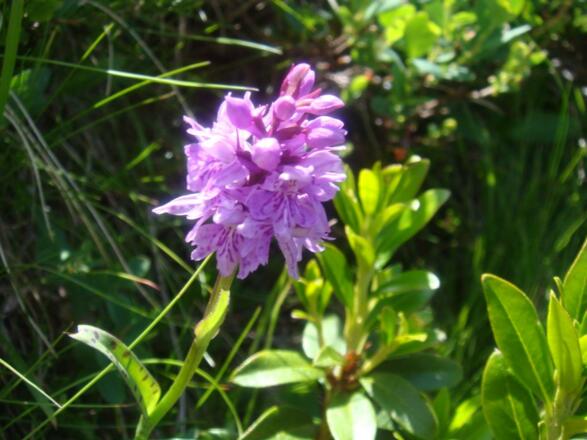 Orchideen am Wegesrand