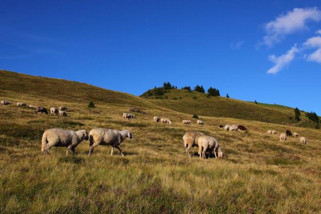 Schafe entlang der Strecke