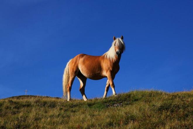 Pferdemodel unterhalb des Gründeggs
