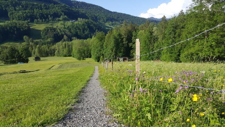 Weg hinunter ins Vorsäß Enge
