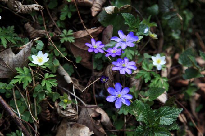 Leberblümchen entlang des Weges