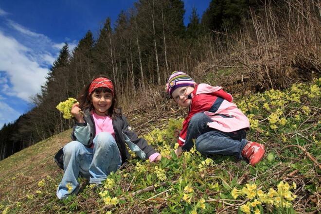Blumenwiese entlang des Weges
