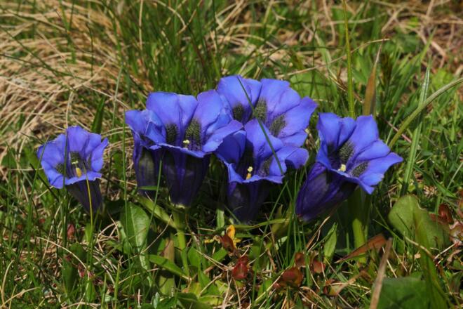 Enzian am Weg zur Gerstreitalm
