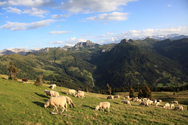 Schafe am Gründegg