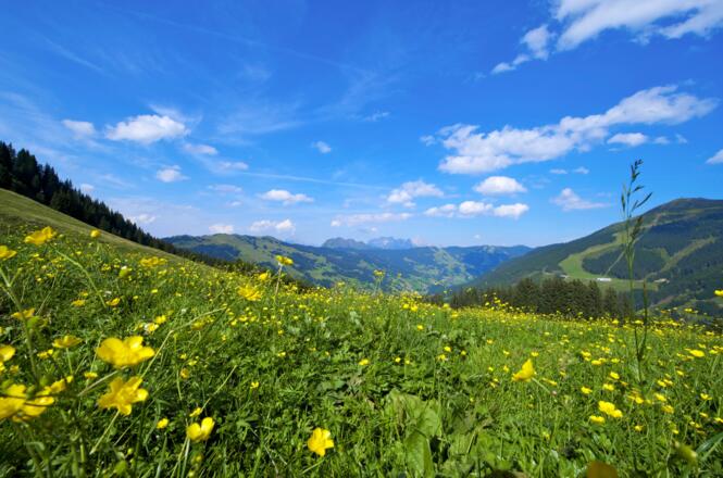 Zwölferkogel Rundweg