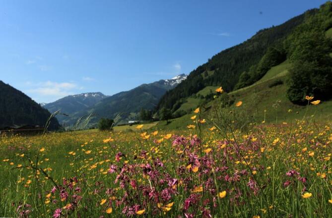 Blumenwiese entlang des Weges