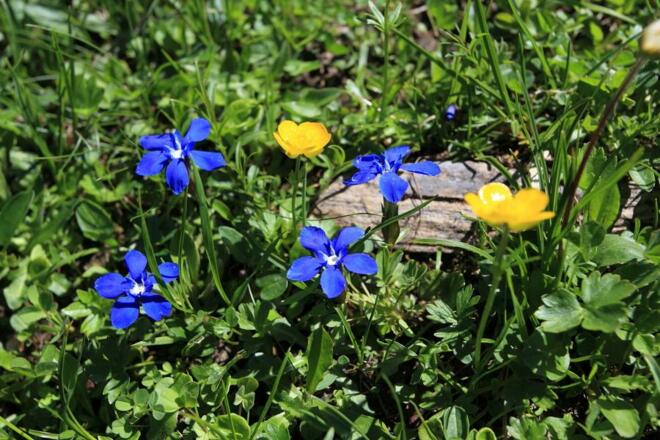 Blumen am Weg zum Heukareck