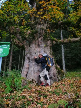 15 Naturdenkmal Ahorn im Lammertaler Urwald