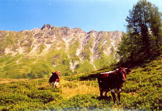 Kühe auf der Glettenalm