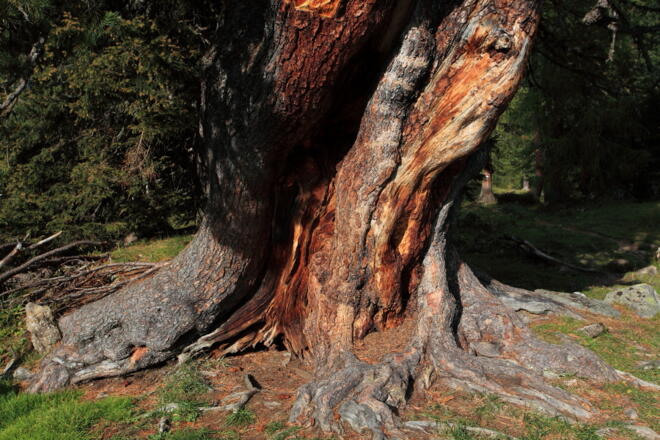 Zirbe im Filzmoosalmgebiet