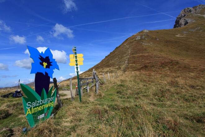 Enzian am Filzmoossattel