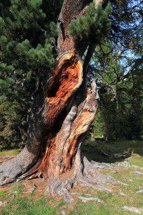 Zirbe kurz oberhalb der Filzmoosalm