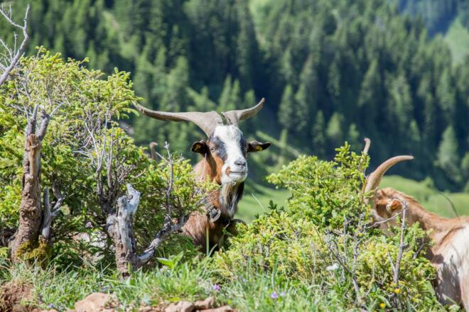 Spielberghorn (c) BMA