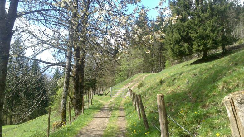 Der Höhenweg im Frühling