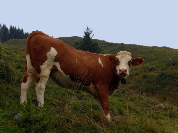 Kuh unterhalb der Ponyhofalm