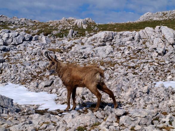 Gams am Sattel 2205m, nur 10m weg.