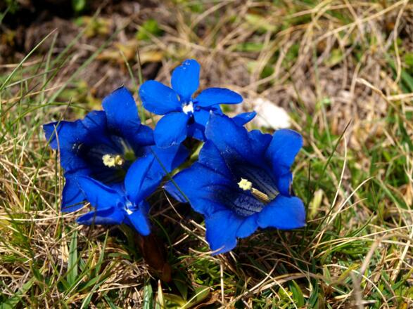 Enzianwiese am Weitgrubenkopf