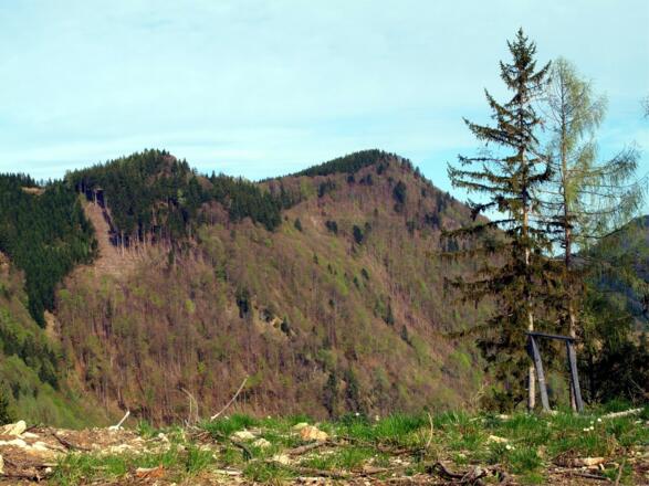 Tannscharten 1211m, vom Forststraßenabstieg gesehen
