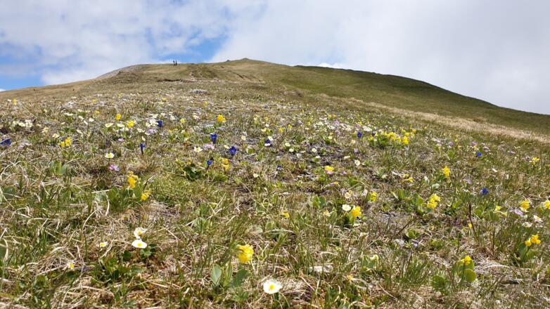 Im Bergfrühling über traumhafte Blumenwiesen die letzten Meter zum Gipfel