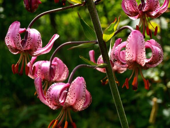 Türkenbund-Lilien um 1000m