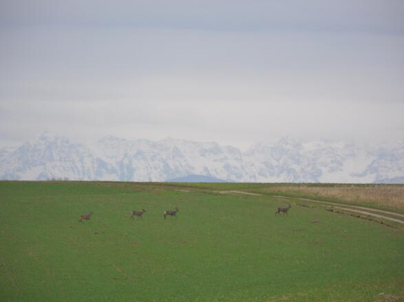Die tief winterlichen Nordalpen sind in der Ferne erkennbar.