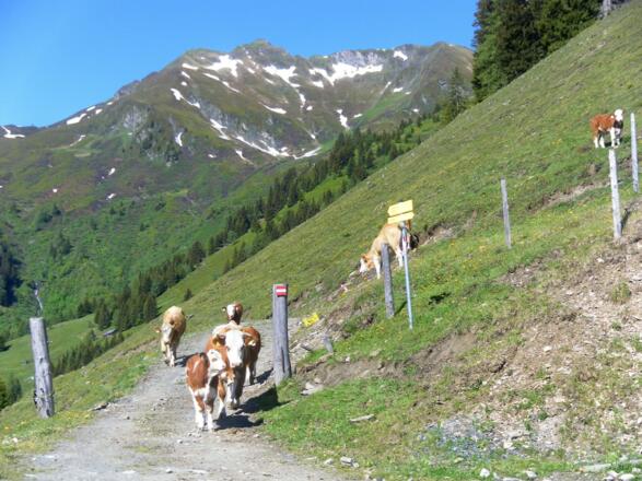 Hirschkopf von der Penninghofalm