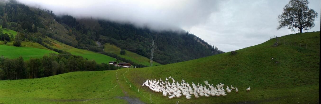 Gänse am Brucker Höhenweg