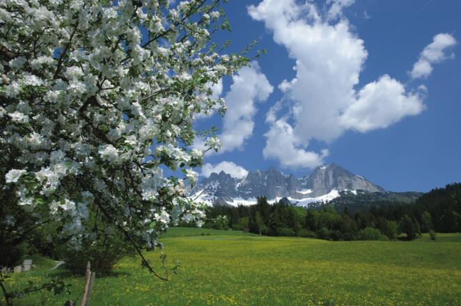 Der Jakobsweg führt entlang wunderschöner Blumenwiesen