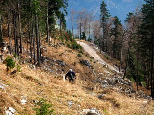Querung zur Forststr. auf 1260m