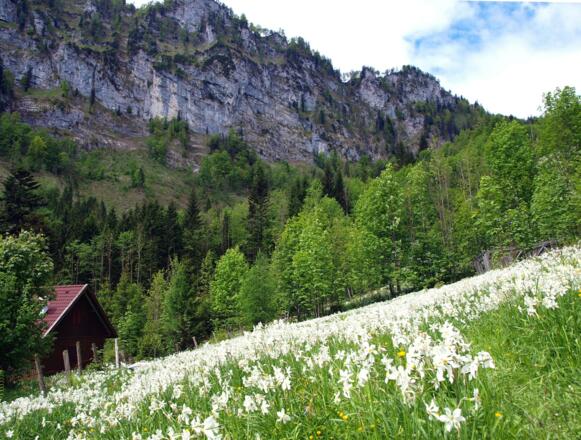 Narzissenwiese bei der Jagdhütte um 760m