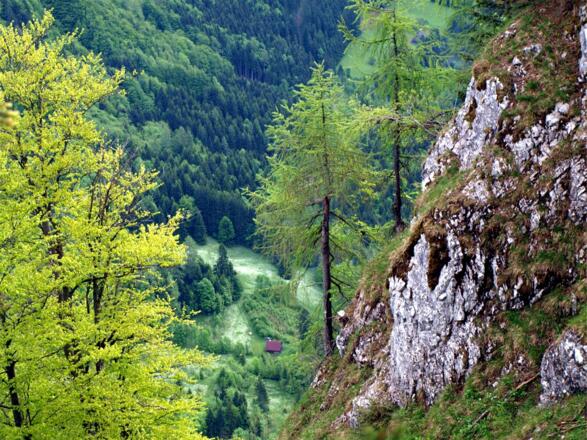 Tiefblick beim Anstieg, Narzissenwiese neben der Hütte sicjhtbar.