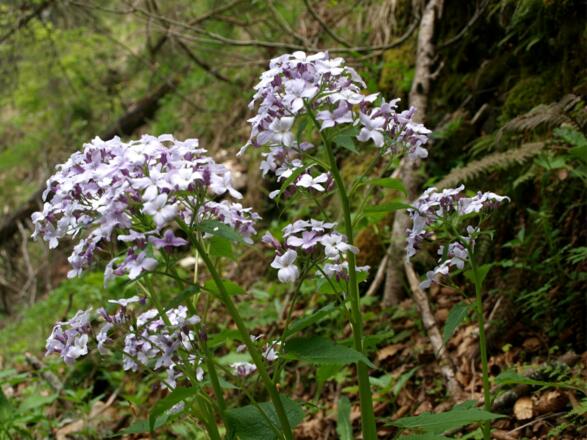 Aufstiegsbeginn auf der Forststraße