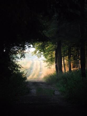 Auf Forst und Schotterwegen verläuft ein großer Teil der Strecke.