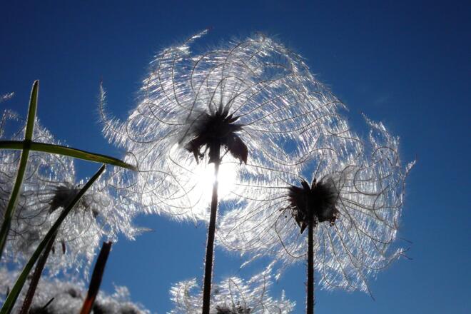 Verblühte Küchenschelle