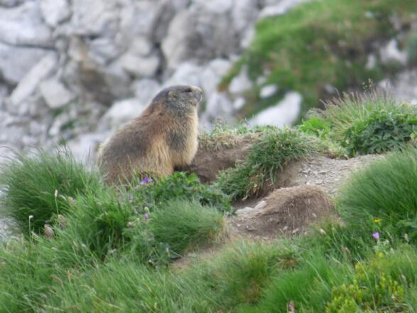 Einheimischer, Bergbewohner