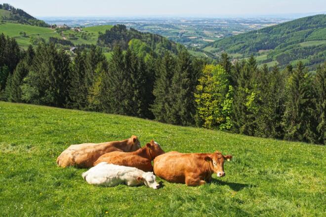 Nicht nur wir genießen den Ausblick ins Flachland