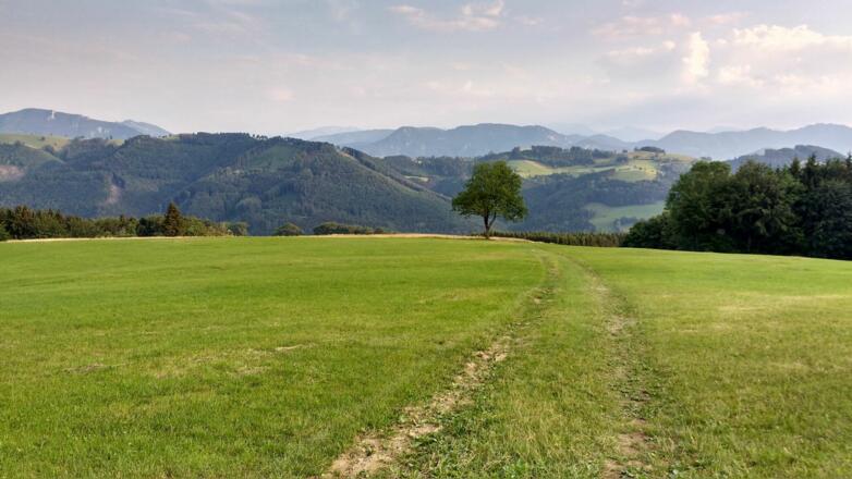 Wegverlauf über die Weiden hinunter nach Dambach